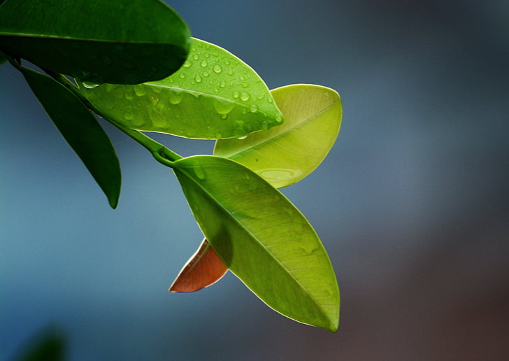 leaves-leaf-green-nature-preview.jpg