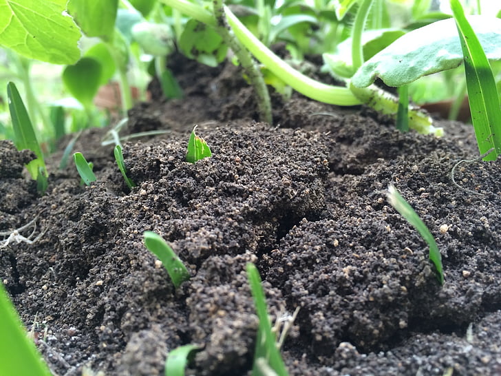 dirt-soil-plant-gardening-preview.jpg